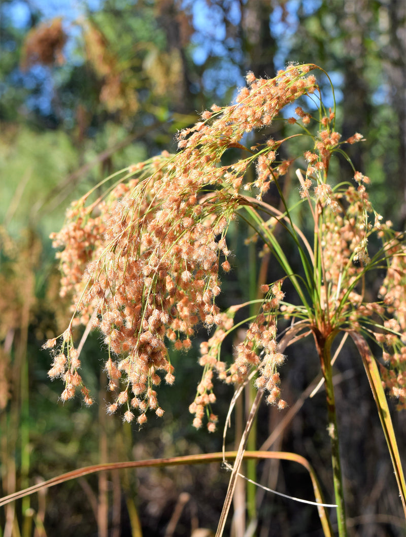 Load image into Gallery viewer, 1000 WOOLGRASS Scirpus Cyperinus Wool Grass Teddybear Paws Woolsedge Cottongrass Bulrush Ornamental Wetland Grass Seeds

