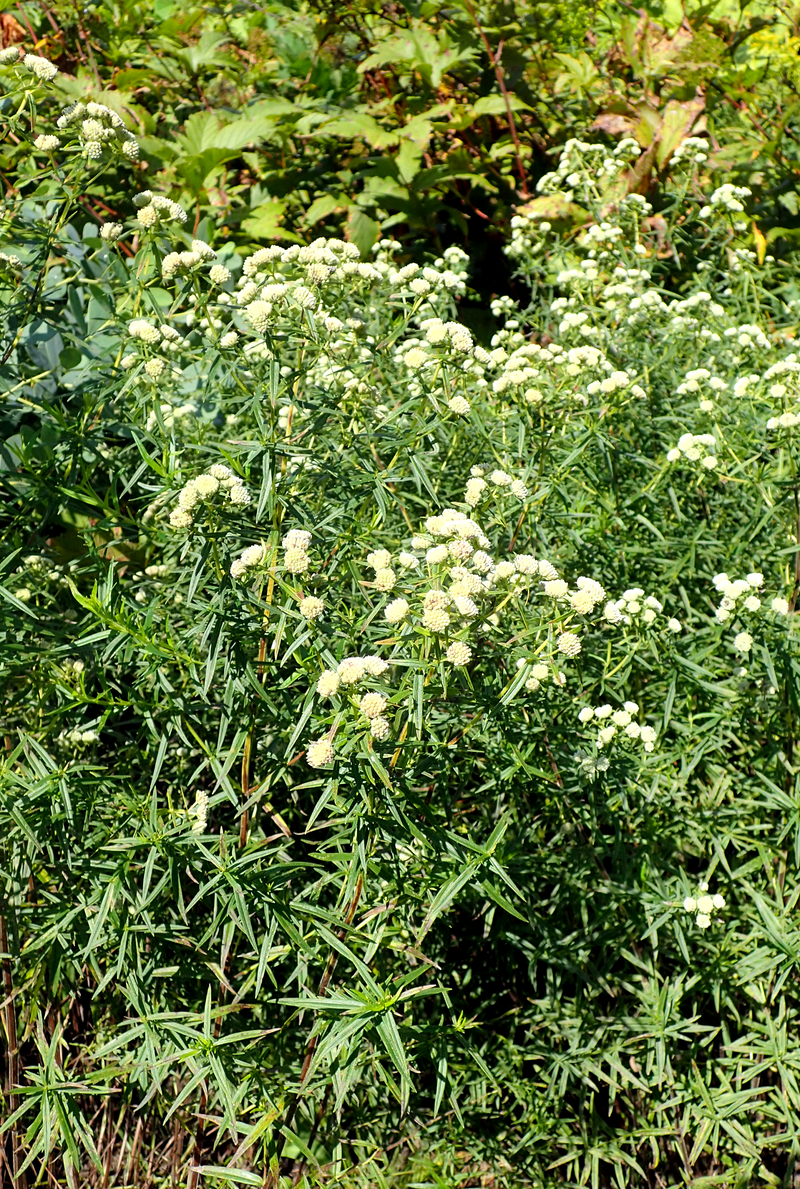Load image into Gallery viewer, 500 VIRGINIA MINT Pycnanthemum Virginianum Mountainmint Native White Flower Herb Seeds
