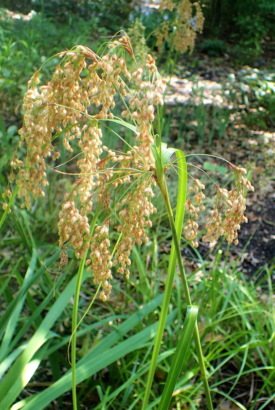 1000 WOOLGRASS Scirpus Cyperinus Wool Grass Teddybear Paws Woolsedge Cottongrass Bulrush Ornamental Wetland Grass Seeds