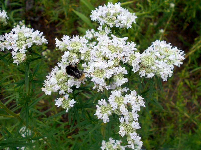 Load image into Gallery viewer, 500 VIRGINIA MINT Pycnanthemum Virginianum Mountainmint Native White Flower Herb Seeds
