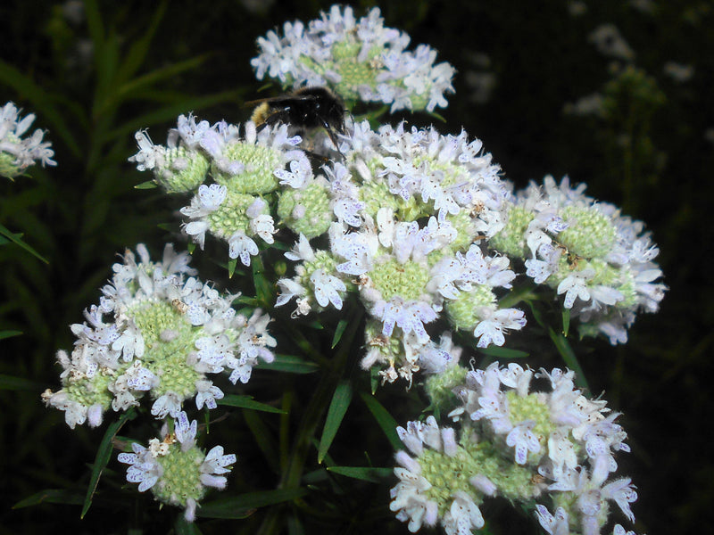 Load image into Gallery viewer, 500 VIRGINIA MINT Pycnanthemum Virginianum Mountainmint Native White Flower Herb Seeds
