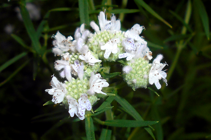 Load image into Gallery viewer, 500 VIRGINIA MINT Pycnanthemum Virginianum Mountainmint Native White Flower Herb Seeds
