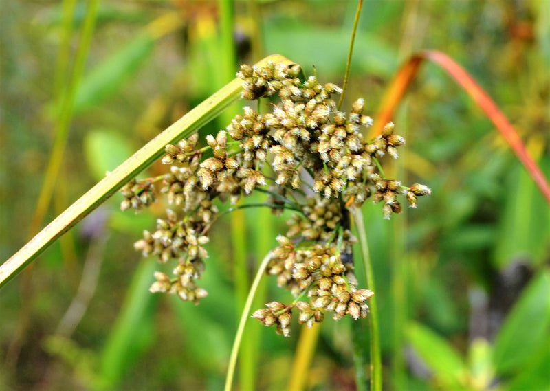 Load image into Gallery viewer, 1000 WOOLGRASS Scirpus Cyperinus Wool Grass Teddybear Paws Woolsedge Cottongrass Bulrush Ornamental Wetland Grass Seeds

