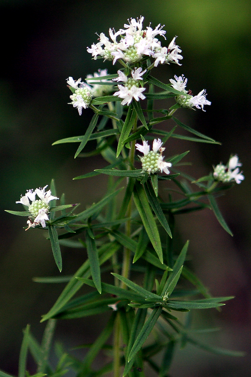 Load image into Gallery viewer, 500 VIRGINIA MINT Pycnanthemum Virginianum Mountainmint Native White Flower Herb Seeds
