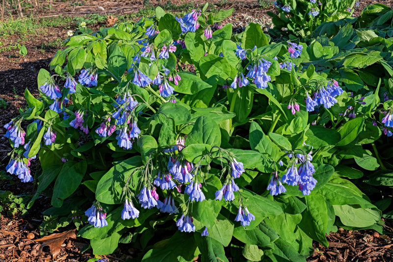 Load image into Gallery viewer, 25 VIRGINIA BLUEBELLS True Blue &amp; Pink Mertensia Virginica Flower Seeds
