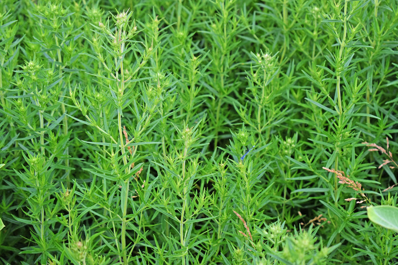 Load image into Gallery viewer, 500 VIRGINIA MINT Pycnanthemum Virginianum Mountainmint Native White Flower Herb Seeds

