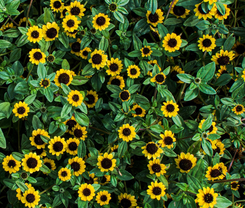 Load image into Gallery viewer, 150 YELLOW CREEPING ZINNIA Sanvitalia Procumbens Seeds
