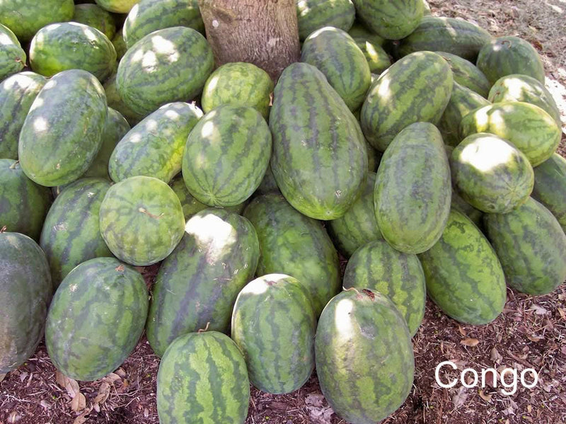 Load image into Gallery viewer, 50 CONGO WATERMELON Red Citrullus Lanatus 40 lbs AAS Winner Fruit Melon Seeds
