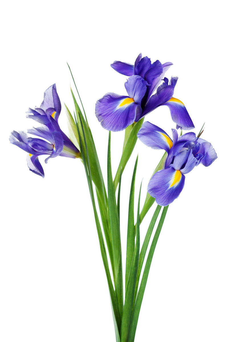 Load image into Gallery viewer, 25 BLUE FLAG IRIS Versicolor ( Dry - Moist Soil ) Native Purple Yellow White Fragrant Flower Seeds
