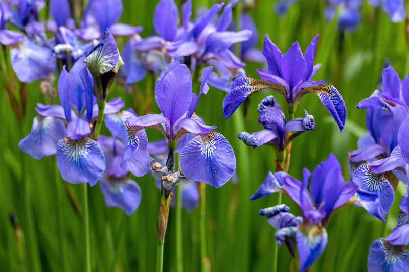 Load image into Gallery viewer, 25 BLUE FLAG IRIS Versicolor ( Dry - Moist Soil ) Native Purple Yellow White Fragrant Flower Seeds
