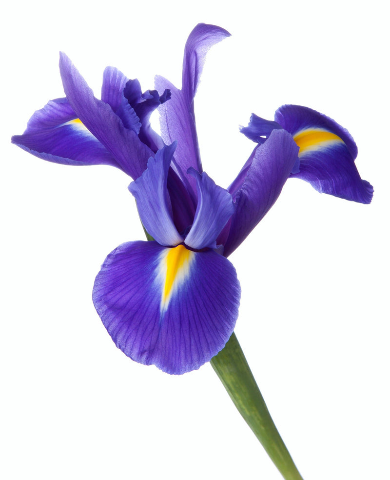 Load image into Gallery viewer, 25 BLUE FLAG IRIS Versicolor ( Dry - Moist Soil ) Native Purple Yellow White Fragrant Flower Seeds

