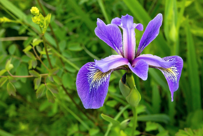 Load image into Gallery viewer, 25 BLUE FLAG IRIS Versicolor ( Dry - Moist Soil ) Native Purple Yellow White Fragrant Flower Seeds
