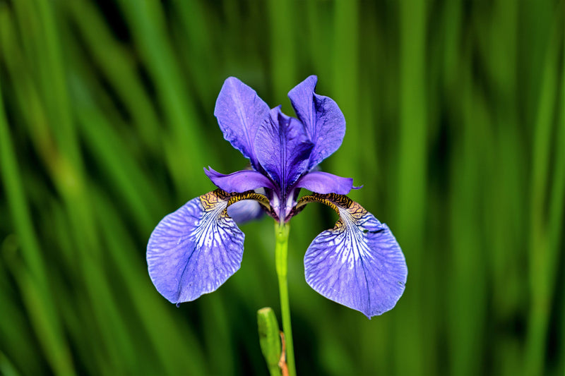 Load image into Gallery viewer, 25 BLUE FLAG IRIS Versicolor ( Dry - Moist Soil ) Native Purple Yellow White Fragrant Flower Seeds
