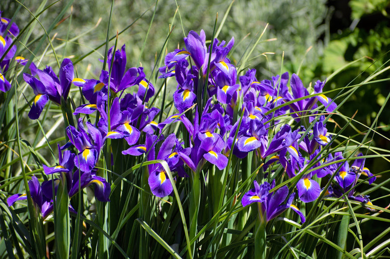 Load image into Gallery viewer, 25 BLUE FLAG IRIS Versicolor ( Dry - Moist Soil ) Native Purple Yellow White Fragrant Flower Seeds
