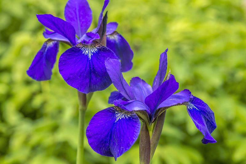 Load image into Gallery viewer, 25 BLUE FLAG IRIS Versicolor ( Dry - Moist Soil ) Native Purple Yellow White Fragrant Flower Seeds
