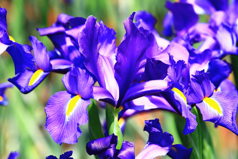 Load image into Gallery viewer, 25 BLUE FLAG IRIS Versicolor ( Dry - Moist Soil ) Native Purple Yellow White Fragrant Flower Seeds
