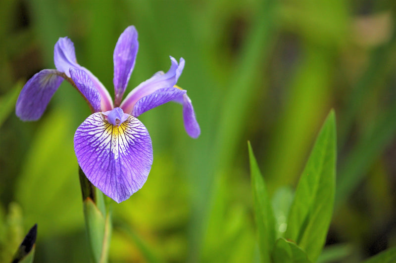 Load image into Gallery viewer, 25 BLUE FLAG IRIS Versicolor ( Dry - Moist Soil ) Native Purple Yellow White Fragrant Flower Seeds
