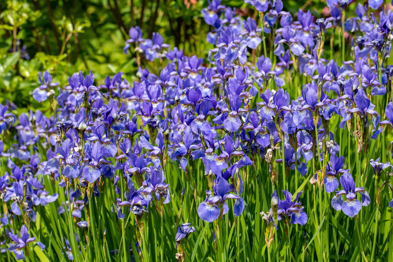 Load image into Gallery viewer, 25 BLUE FLAG IRIS Versicolor ( Dry - Moist Soil ) Native Purple Yellow White Fragrant Flower Seeds
