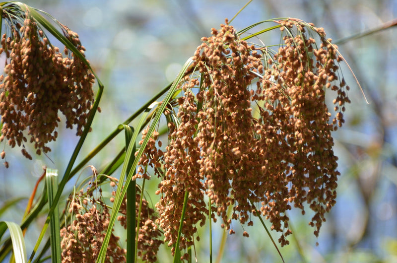 Load image into Gallery viewer, 1000 WOOLGRASS Scirpus Cyperinus Wool Grass Teddybear Paws Woolsedge Cottongrass Bulrush Ornamental Wetland Grass Seeds
