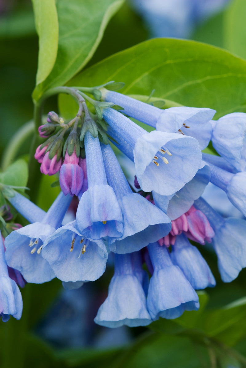 Load image into Gallery viewer, 25 VIRGINIA BLUEBELLS True Blue &amp; Pink Mertensia Virginica Flower Seeds
