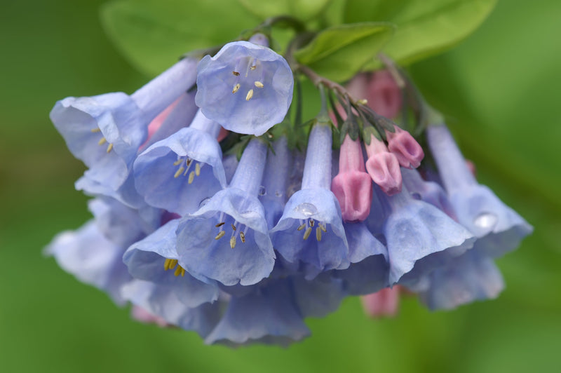 Load image into Gallery viewer, 25 VIRGINIA BLUEBELLS True Blue &amp; Pink Mertensia Virginica Flower Seeds
