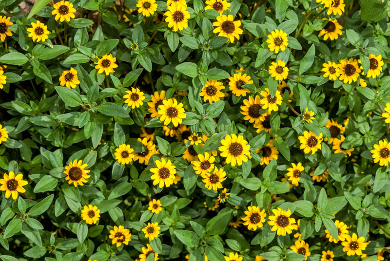 Load image into Gallery viewer, 150 YELLOW CREEPING ZINNIA Sanvitalia Procumbens Seeds
