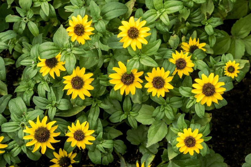 Load image into Gallery viewer, 150 YELLOW CREEPING ZINNIA Sanvitalia Procumbens Seeds
