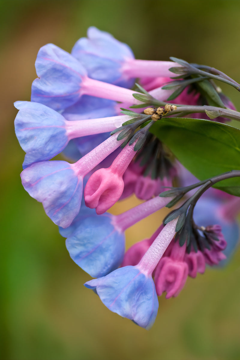 Load image into Gallery viewer, 25 VIRGINIA BLUEBELLS True Blue &amp; Pink Mertensia Virginica Flower Seeds
