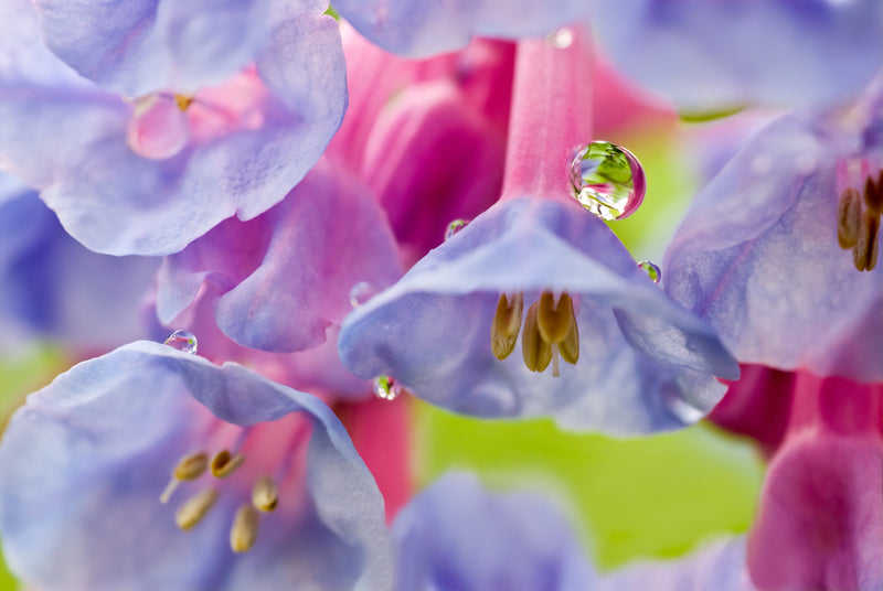 Load image into Gallery viewer, 25 VIRGINIA BLUEBELLS True Blue &amp; Pink Mertensia Virginica Flower Seeds
