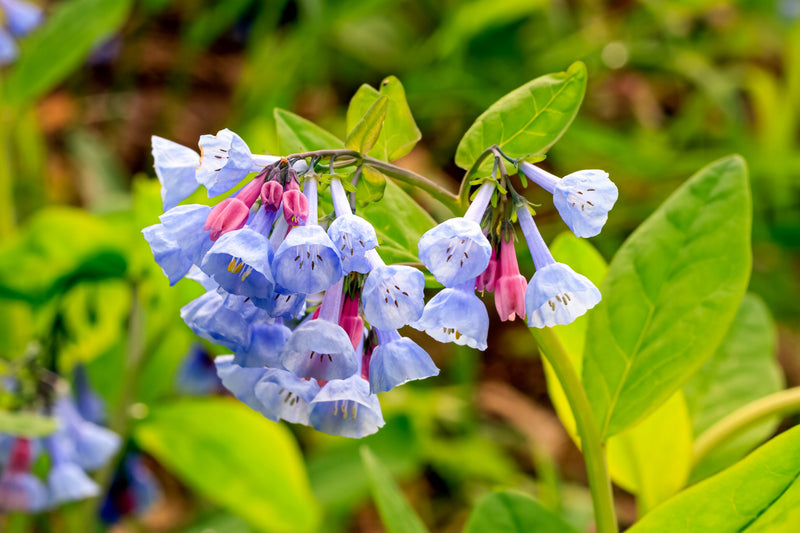Load image into Gallery viewer, 25 VIRGINIA BLUEBELLS True Blue &amp; Pink Mertensia Virginica Flower Seeds
