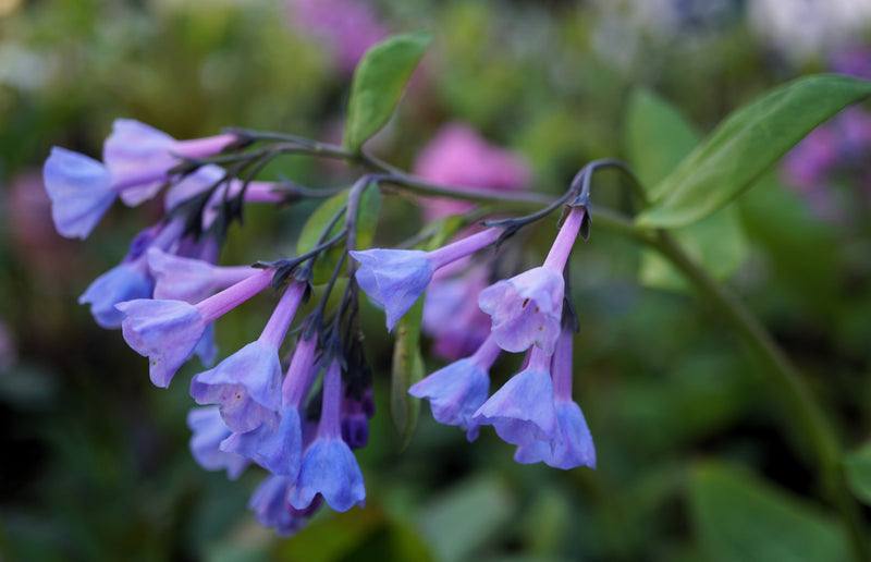 Load image into Gallery viewer, 25 VIRGINIA BLUEBELLS True Blue &amp; Pink Mertensia Virginica Flower Seeds

