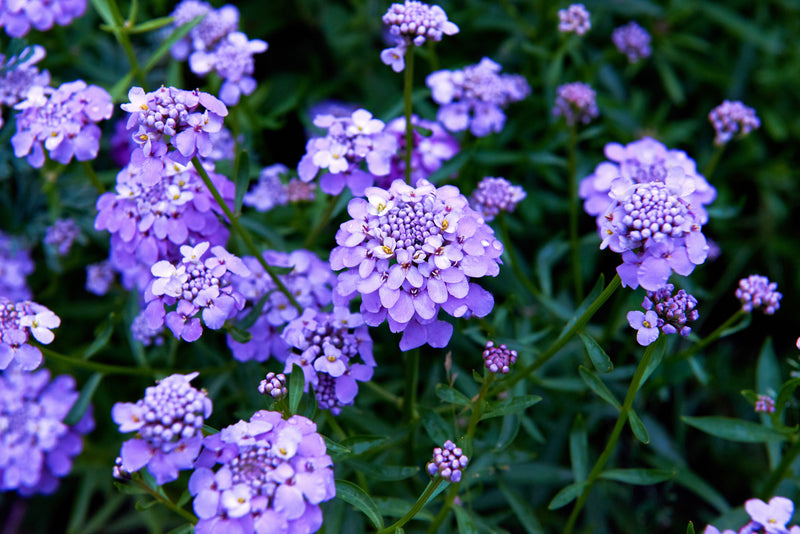 Load image into Gallery viewer, 2000 Fairy DWARF MIX CANDYTUFT Iberis Umbellata Flower Seeds

