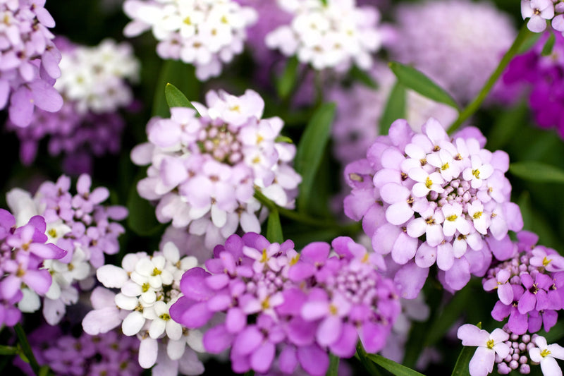 Load image into Gallery viewer, 2000 Fairy DWARF MIX CANDYTUFT Iberis Umbellata Flower Seeds
