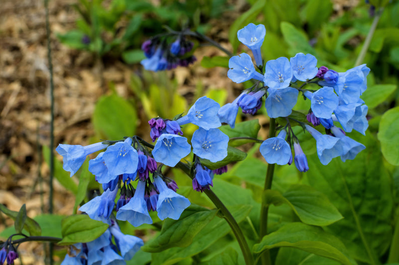 Load image into Gallery viewer, 25 VIRGINIA BLUEBELLS True Blue &amp; Pink Mertensia Virginica Flower Seeds
