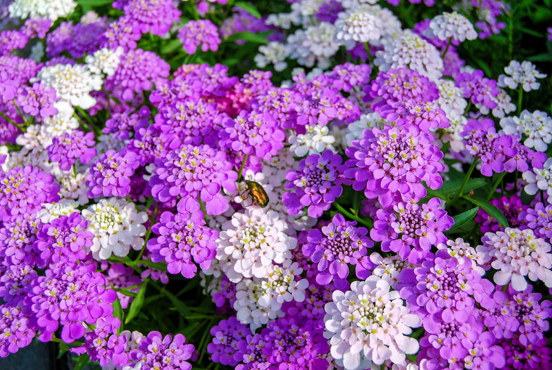 Load image into Gallery viewer, 2000 Fairy DWARF MIX CANDYTUFT Iberis Umbellata Flower Seeds
