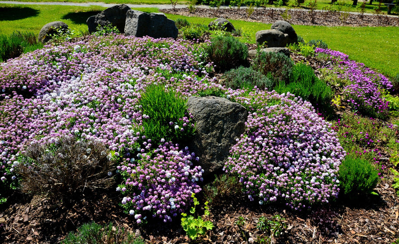 Load image into Gallery viewer, 2000 Fairy DWARF MIX CANDYTUFT Iberis Umbellata Flower Seeds
