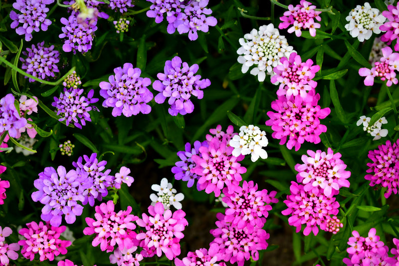Load image into Gallery viewer, 2000 Fairy DWARF MIX CANDYTUFT Iberis Umbellata Flower Seeds
