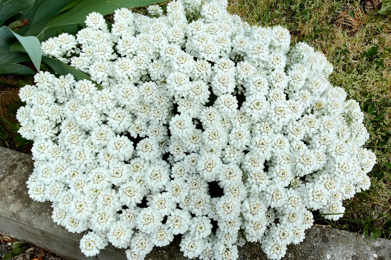 Load image into Gallery viewer, 2000 Fairy DWARF MIX CANDYTUFT Iberis Umbellata Flower Seeds
