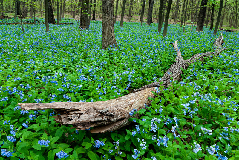 Load image into Gallery viewer, 25 VIRGINIA BLUEBELLS True Blue &amp; Pink Mertensia Virginica Flower Seeds
