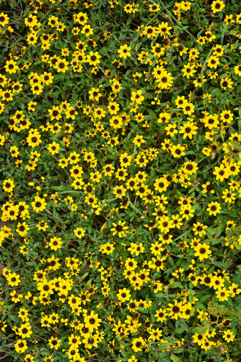 Load image into Gallery viewer, 150 YELLOW CREEPING ZINNIA Sanvitalia Procumbens Seeds
