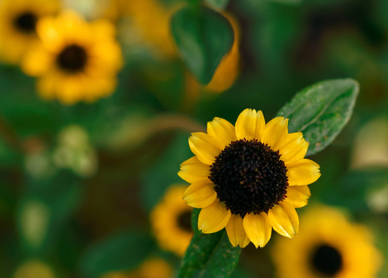 Load image into Gallery viewer, 150 YELLOW CREEPING ZINNIA Sanvitalia Procumbens Seeds
