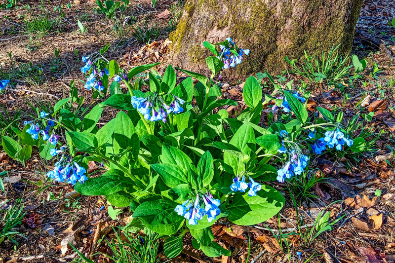 Load image into Gallery viewer, 25 VIRGINIA BLUEBELLS True Blue &amp; Pink Mertensia Virginica Flower Seeds
