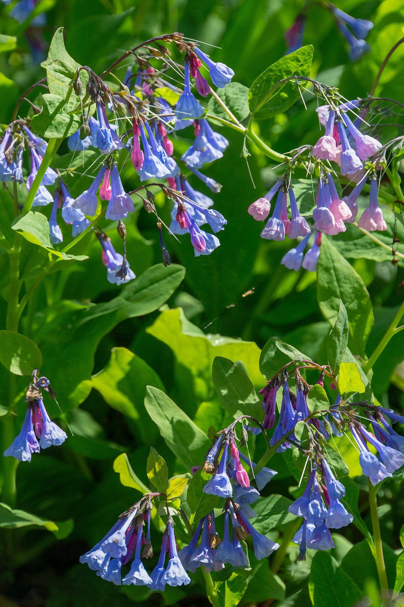 Load image into Gallery viewer, 25 VIRGINIA BLUEBELLS True Blue &amp; Pink Mertensia Virginica Flower Seeds
