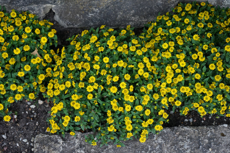 Load image into Gallery viewer, 150 YELLOW CREEPING ZINNIA Sanvitalia Procumbens Seeds
