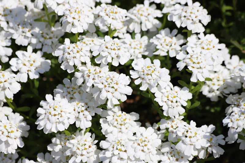 Load image into Gallery viewer, 2000 Fairy DWARF MIX CANDYTUFT Iberis Umbellata Flower Seeds

