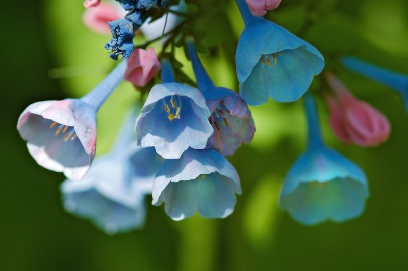 Load image into Gallery viewer, 25 VIRGINIA BLUEBELLS True Blue &amp; Pink Mertensia Virginica Flower Seeds
