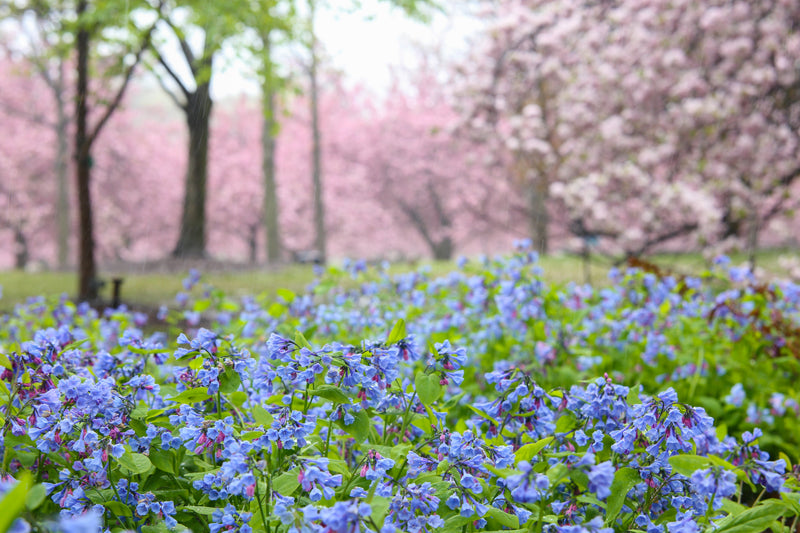 Load image into Gallery viewer, 25 VIRGINIA BLUEBELLS True Blue &amp; Pink Mertensia Virginica Flower Seeds
