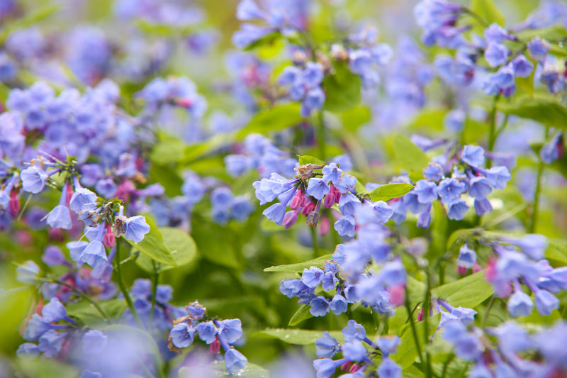 Load image into Gallery viewer, 25 VIRGINIA BLUEBELLS True Blue &amp; Pink Mertensia Virginica Flower Seeds
