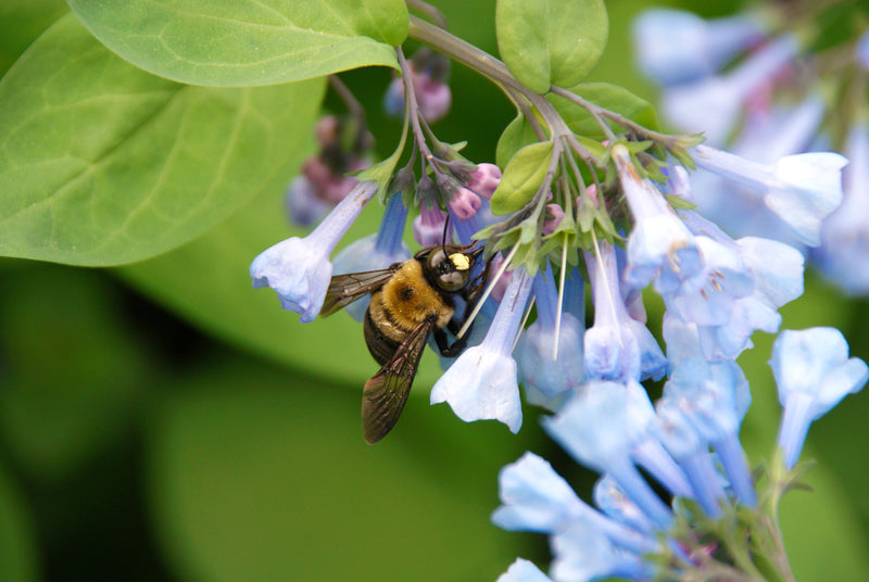 Load image into Gallery viewer, 25 VIRGINIA BLUEBELLS True Blue &amp; Pink Mertensia Virginica Flower Seeds

