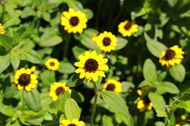 Load image into Gallery viewer, 150 YELLOW CREEPING ZINNIA Sanvitalia Procumbens Seeds
